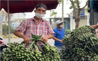 Cau tăng giá kỷ lục, đồng bào ở Quảng Ngãi thêm thu nhập