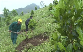 Sơn Tây (Quảng Ngãi): Xuất hiện ngày càng nhiều mô hình sản xuất hiệu quả