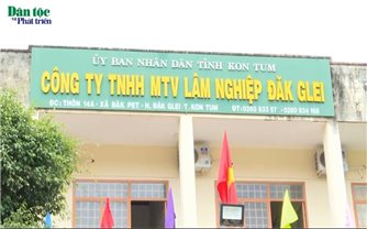 Công ty TNHH MTV Lâm nghiệp Đăk Glei để mất hơn 11 ha rừng trồng