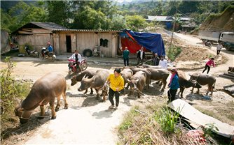 Hiệu quả từ thực hiện chính sách dân tộc ở huyện Hoàng Su Phì (Hà Giang)