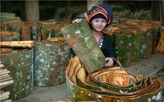 Yên Bái: Gia tăng giá trị cho các sản phẩm quế