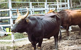 Bảo tồn nguồn gen bò tót lai quý hiếm ở Phước Bình