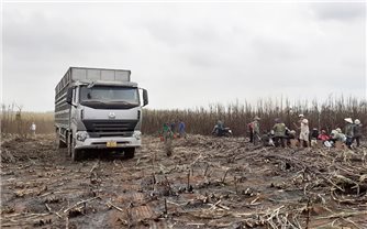 Gia Lai: Hơn 40 ha mía đang chờ thu hoạch bị thiêu rụi