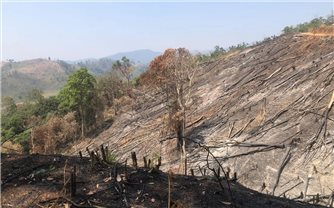 Kon Tum: Những cánh rừng ở Đăk Pxi tan hoang