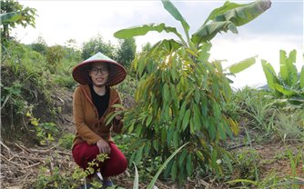 Quảng Nam: Hiệu quả giảm nghèo từ mô hình “3 cây 3 con”