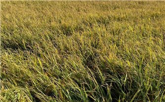 Đắk Lắk: Mưa đá gây thiệt hại hàng trăm héc ta lúa chín