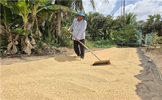 Kỳ vọng từ Ðề án Phát triển bền vững 1 triệu ha chuyên canh lúa chất lượng cao