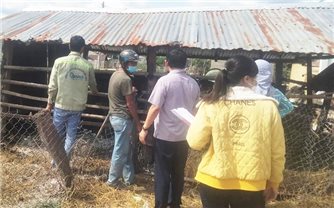 Gia Lai: Bùng phát bệnh lở mồm long móng ở huyện Mang Yang