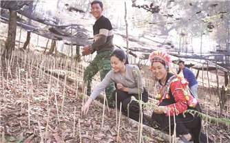 Người La Hủ trồng sâm Lai Châu