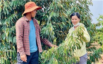 Đồng bào Gia Rai ở Chư Păh liên kết trồng sầu riêng tiêu chuẩn VietGAP