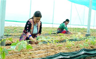Cần xây dựng tiêu chuẩn chất lượng cho cây sâm Việt Nam