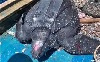 Quảng Nam: Ngư dân thả rùa quý hiếm nặng gần 200kg về biển