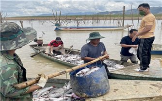 Sa Thầy (Kon Tum): Đề nghị Công ty Thủy điện Ya Ly hỗ trợ 2,9 tỷ đồng cho các hộ dân có cá bị chết
