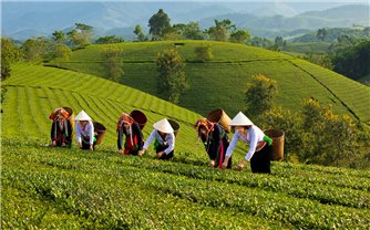 Đồi chè Long Cốc - Thiên đường săn mây