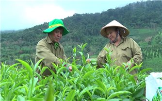 Lâm Đồng: Nông dân người Tày làm giàu trên quê mới Lộc Nam