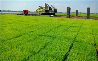 Hà Nội đẩy mạnh phát triển vùng lúa chất lượng cao, hướng tới mục tiêu xuất khẩu