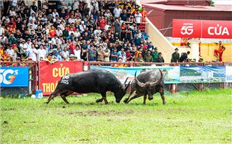 Lễ hội Chọi trâu Đồ Sơn 2025: 