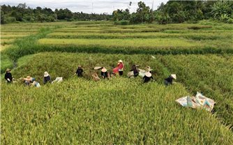 Buôn Trinh rộn rã mùa gặt