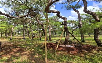 Gia Lai chỉ đạo điều tra, xử lý nghiêm đối tượng xâm hại rừng thông