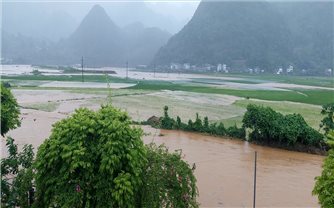 Lào Cai hỗ trợ tối đa 10 triệu đồng/ha đối với cây lúa bị thiệt hại do mưa lũ
