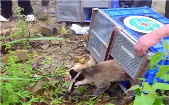 Tái thả 91 cá thể động vật hoang dã về tự nhiên