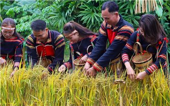 Mừng lúa mới - Nghi lễ gắn kết cộng đồng của người Gia Rai