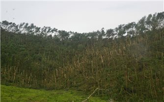 Thành quả một năm trồng rừng 