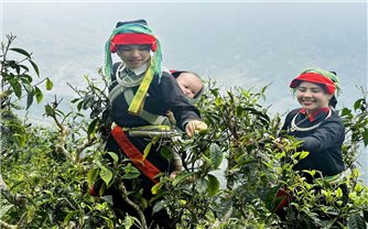 Sản phẩm chè Tuyên Quang đạt nhiều giải vàng tại Cuộc thi trà quốc tế châu Á - Thái Bình Dương