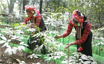 Phát triển kinh tế xanh và y học cổ truyền vùng Tây Bắc