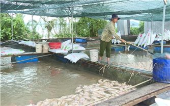 Hơn 1.000 tấn cá chết, người nuôi cá lồng khóc ròng