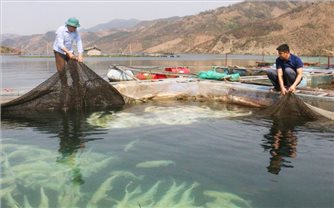 “Bí quyết” giảm nghèo ở dân tộc La Ha: Sinh kế mở lối thoát nghèo (Bài 2)