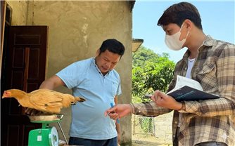 Thạc sĩ người Tày và hành trình phục tráng gà Vạn Linh ở xứ Lạng