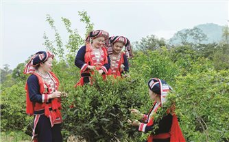 Tìm hướng giảm nghèo bền vững cho vùng DTTS sau sáp nhập