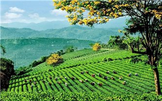 Sẽ xác lập nhiều kỷ lục mới về trà tại Lễ hội Trà quốc tế 2025