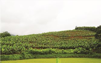 “Kho vàng xanh” bên núi Chẹn