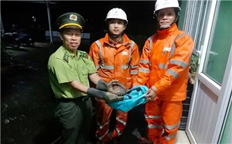 Hai nhân viên Công ty Điện lực Huế cứu hộ động vật quý hiếm
