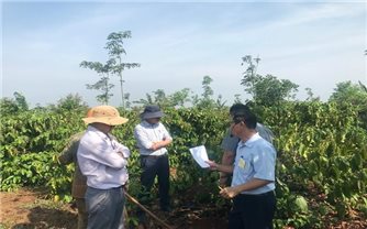Gia Lai tổng kết mô hình sản xuất cà phê hữu cơ - Khẳng định hướng đi bền vững cho ngành cà phê