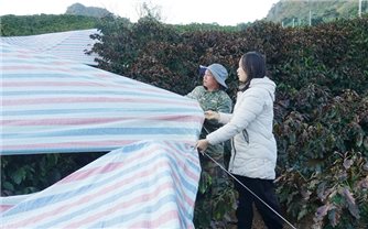 Sơn La chủ động phòng, chống sương muối bảo vệ cây cà phê trong mùa đông