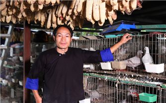 Chàng trai người Mông dùng nền tảng số để bán... bồ câu - Chuyện ở Dền Thàng