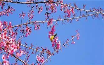 Sắp diễn ra Festival Khèn Mông và Lễ hội Hoa Tớ Dày chào Xuân 2026