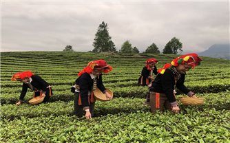 Thúc đẩy phát triển nông nghiệp theo hướng hàng hóa ở Lào Cai