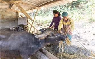 Tuyên Quang: Vùng đồng bào DTTS đang đổi thay nhờ nguồn lực đầu tư sát với nhu cầu thực tế
