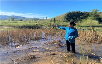 Quảng Ngãi: Mỏi mòn chờ thủy điện bồi thường, hỗ trợ diện tích đất lúa bị ngập