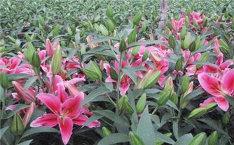 Kỹ thuật trồng và chăm sóc hoa ly nở hoa vào dịp Tết Nguyên đán