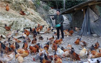 Đa dạng sinh kế – chìa khóa giảm nghèo bền vững ở Thiện Thuật