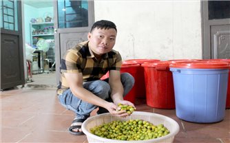 (Phòng KD - QC chuyên đề Sở VH Lạng Sơn) Chàng trai dân tộc Dao “biến” quả rừng thành kinh tế trên đỉnh núi Mẫu Sơn