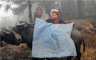 Tăng cường bảo vệ đàn gia súc và diện tích rau màu trong những ngày rét đậm