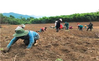 Quảng Nam: Kinh tế tập thể đóng vai trò quan trọng trong giảm nghèo