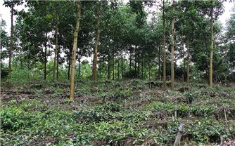 Phát triển vùng ba kích tím tại Sơn Động