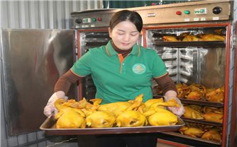 Gà muối hương quế - Thương hiệu mới từ đặc sản Trì Quang